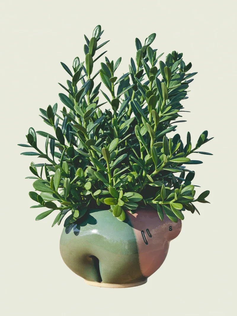Illustrazione concettuale: composizione scultorea da interni in vaso di ceramica.